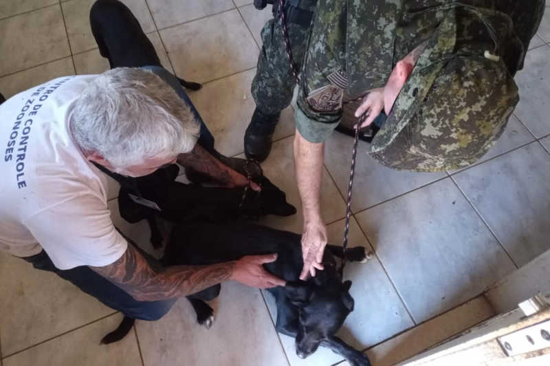 Homem é preso em flagrante após manter dez cães em situação de maus-tratos em Caraguatatuba