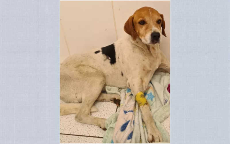 Cachorro de rua atropelado em Franca (SP) se recupera bem, mas está com trauma na coluna