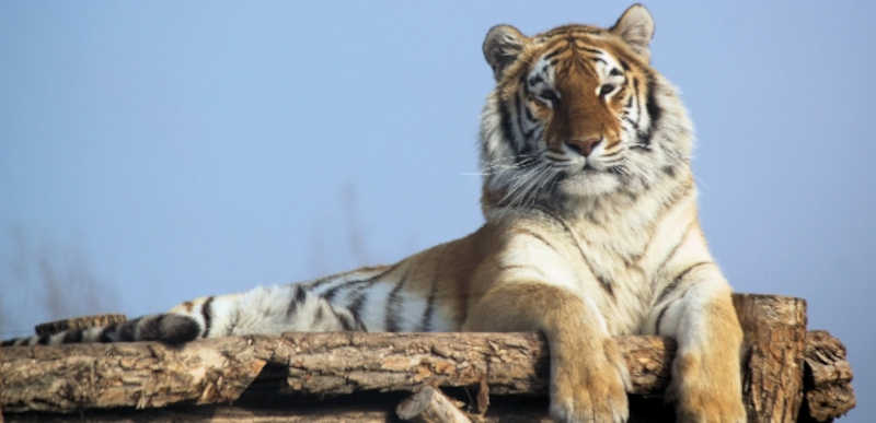 Fazendeiro de SP tem três tigres apreendidos por reprodução ilegal