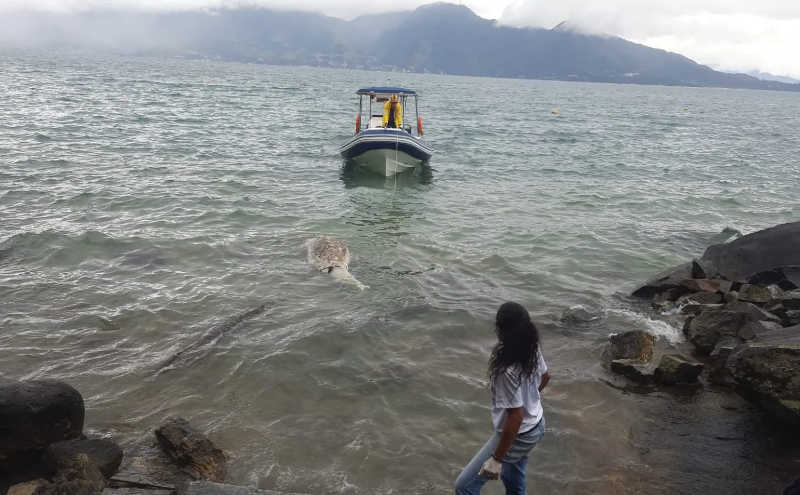 Golfinho de grande porte é encontrado encalhado em Ilhabela, SP