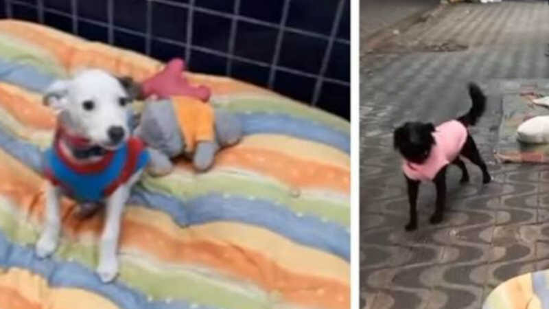 Vídeo flagra como um morador de rua cuida bem dos seus 2 cachorros, condições não é desculpa