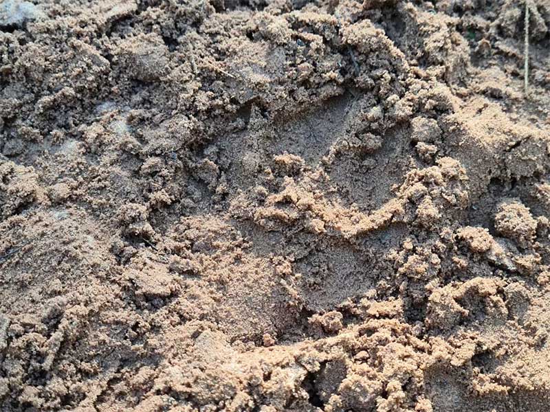 Nove animais são mortos no Zoológico de Limeira (SP): ‘possível ataque de onça’, diz prefeitura