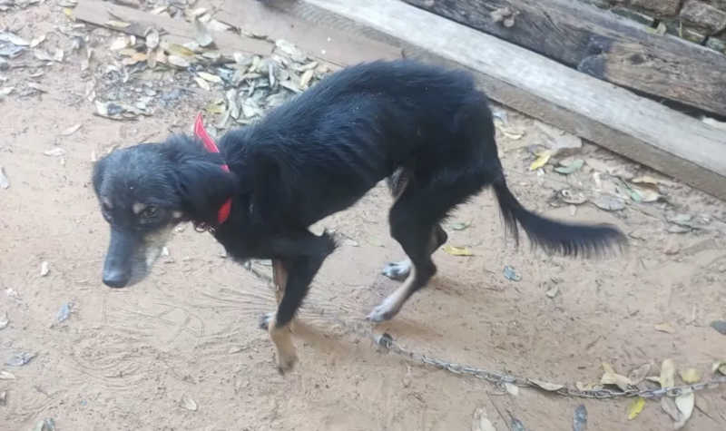 Polícia Ambiental autua homem em R$ 3 mil por maus-tratos a cão em Lucélia, SP