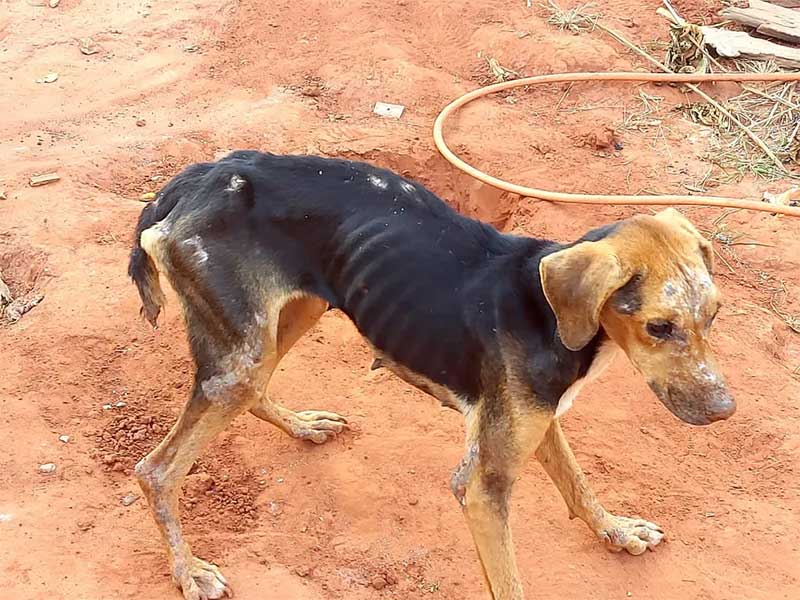 Polícia Ambiental encontra cadela sem alimentação e infestada de parasitas, e multa homem em R$ 3 mil por maus-tratos em Martinópolis, SP