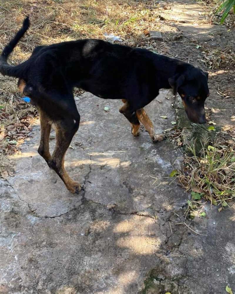 Polícia e ONG resgatam cão de maus-tratos em Oriente, SP