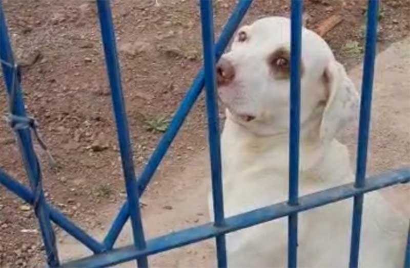 Após prisão de tutora, cadela fica abandonada em casa, em Piracicaba, SP