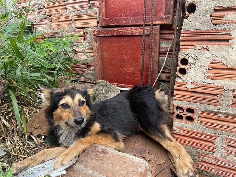 Cachorro é resgatado preso a vergalhão de aço e tutor é detido suspeito de maus-tratos em Piracicaba, SP