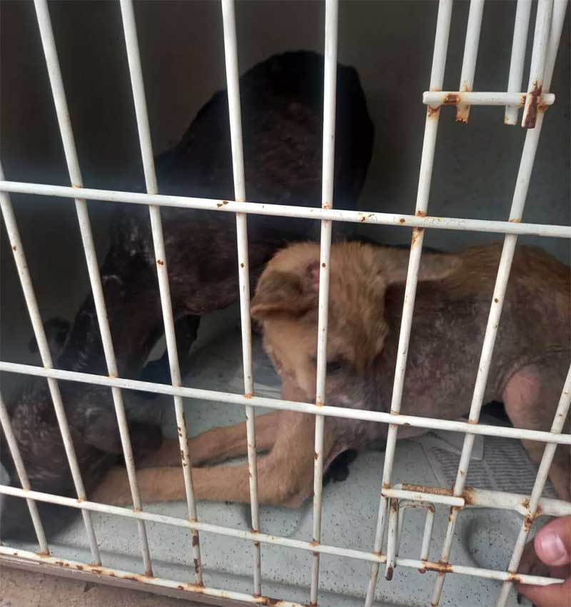 Diversos animais foram resgatados em sinais de maus-tratos em casa de Piracicaba — Foto: Guarda Civil Municipal