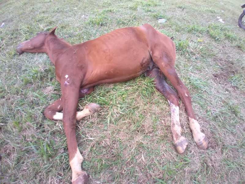 Três cavalos em situação de maus-tratos são resgatados em Piracicaba (SP) com apoio da GCM