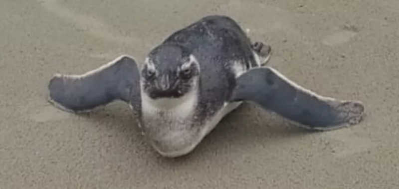 Pinguim ‘bravo’ aparece no litoral de SP e gera curiosidade: ‘cansado e com hipotermia’