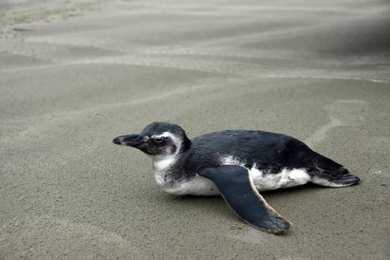 Pinguim foi recolhido e encaminhado ao Instituto Biopesca para ser examinado e passar por reabilitação — Foto: Jairo Marques/Prefeitura de Praia Grande