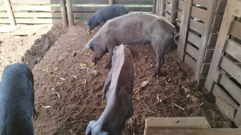 Fiscalização constatou maus-tratos a porcas em Presidente Bernardes (SP) — Foto: Polícia Militar Ambiental
