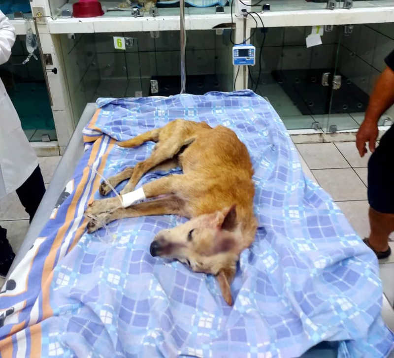 Cão foi socorrido e recebe cuidados em uma clínica veterinária — Foto: Polícia Ambiental