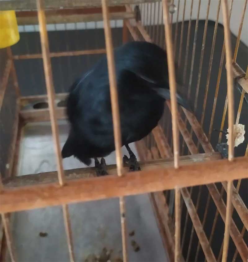 Pássaros eram mantidos em cativeiro sem autorização — Foto: Polícia Ambiental