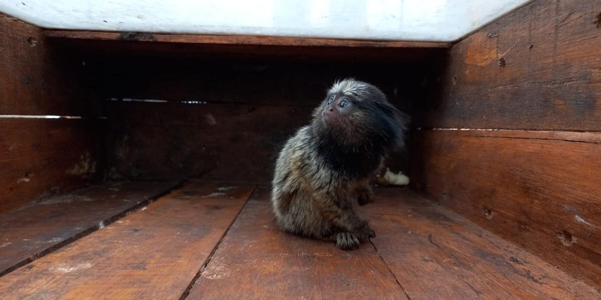 Ambiental encontra jabuti e macaco presos dentro de casa, em Santa Clara D´Oeste, SP