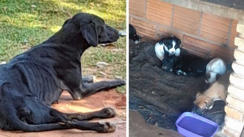 Tutor de 11 cães é preso após animais subnutridos serem resgatados em Rio Preto, SP