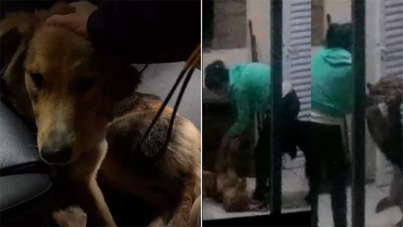 Moradores de condomínio falam sobre espancamento de cadela: ‘Animal estava sofrendo’