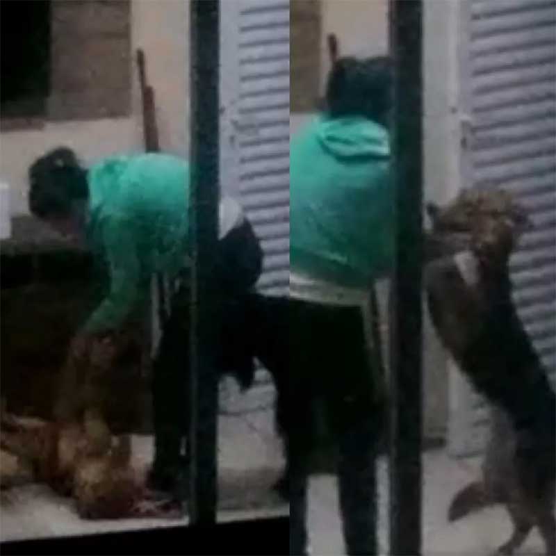Mulher agride cadela em casa em Sorocaba — Foto: Reprodução