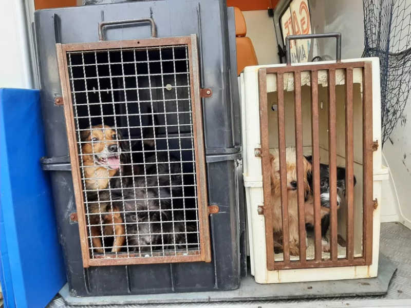Dezenas de animais resgatados em casa de idoso recebem microchip e passam por exames, em Sorocaba, SP