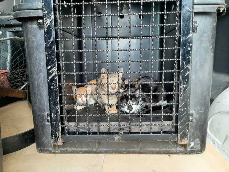 Cerca de 70 animais, entre cães e gatos foram encontrados em situação de maus-tratos em Sorocaba (SP) — Foto: Divulgação
