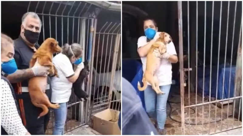 Animais foram retirados da casa na quinta-feira (2) por voluntários e agentes da Prefeitura de Sorocaba (SP) — Foto: Arquivo pessoal