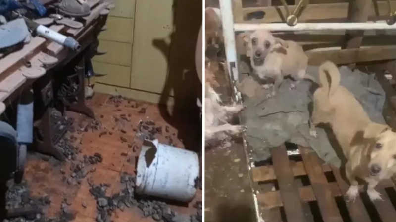 Força-tarefa ajuda a limpar casa com lixo acumulado e dezenas de animais após morador passar mal em Sorocaba, SP