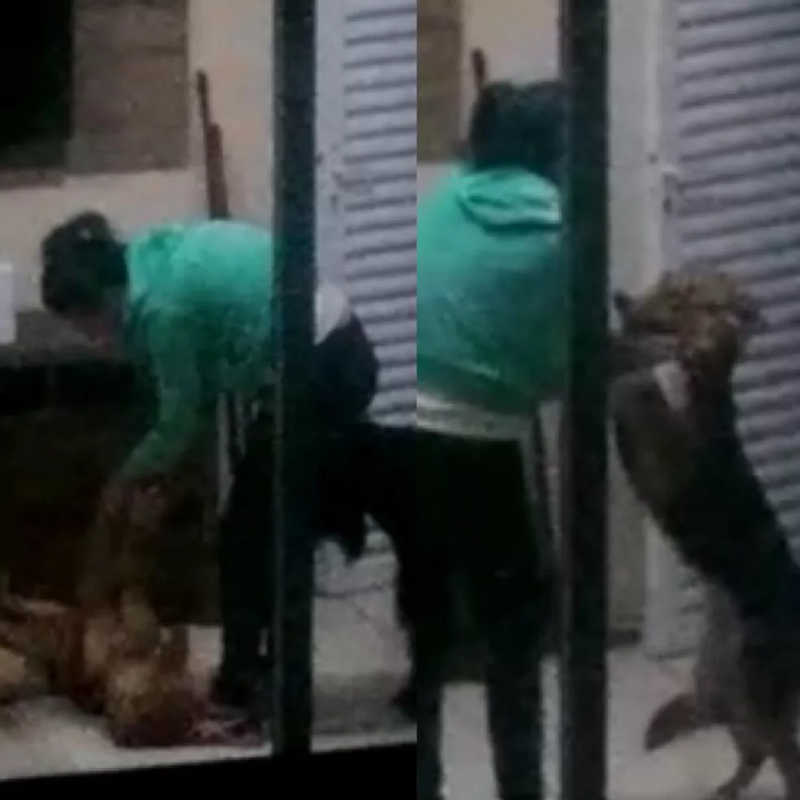 Mulher espanca cadela em condomínio de alto padrão em Sorocaba, SP; vídeo
