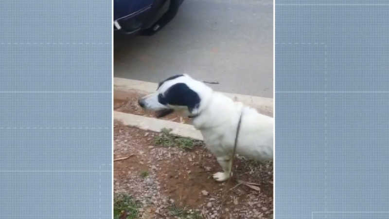 Cachorro foi encontrado na rodovia (Foto: Reprodução/EPTV Campinas)