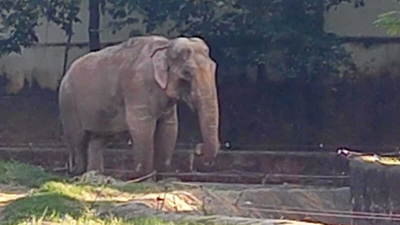 Campanha pela transferência do elefante Sandro ganha música de artista ativista