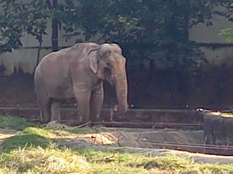 Campanha pela transferência do elefante Sandro ganha música de artista ativista