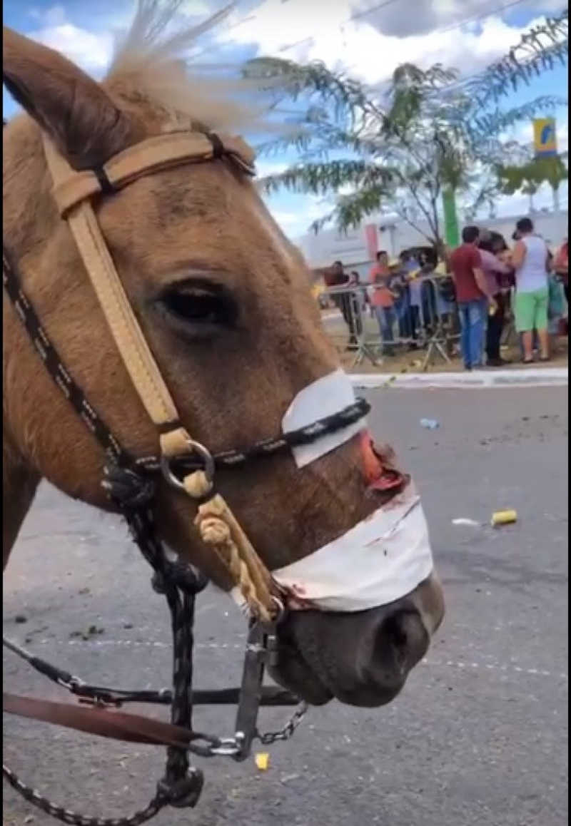 Vídeos mostram cavalos feridos e cavaleiros agredindo animais durante evento em Araguaína, TO; crimes serão denunciados ao MP