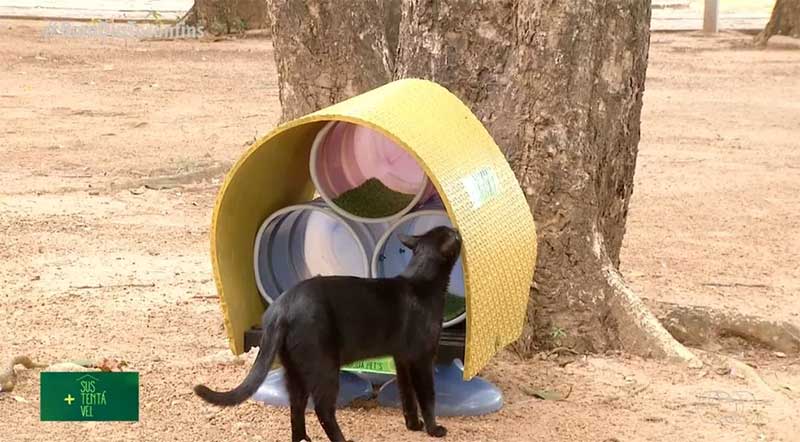 Gatinhos da UFT recebem casa feita de materiais recicláveis — Foto: Reprodução/TV Anhanguera