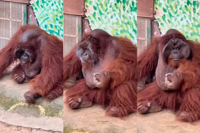 Vídeo de orangotango ameaçado de extinção fumando em zoológico causa revolta nas redes