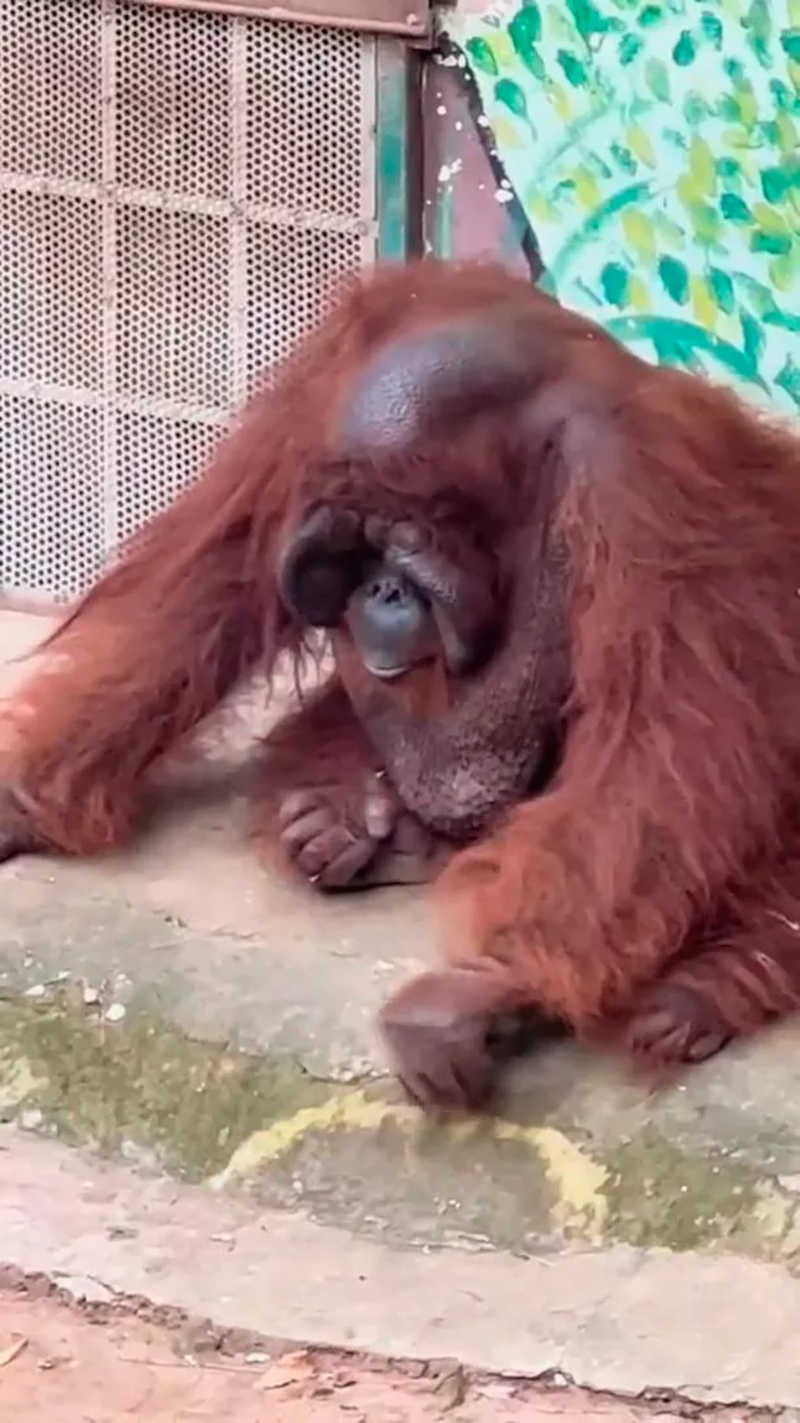 Orangotango fuma em zoológico no Vietnã (Foto: reprodução)