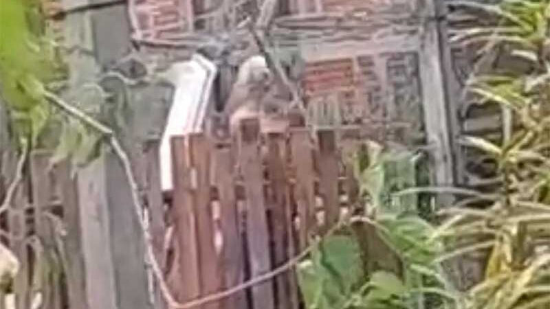 Homem é flagrado por vizinhos batendo em cachorros com pedaço de pau em Rio Branco, AC