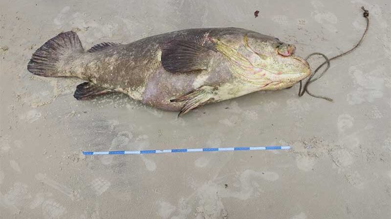 Animal foi encontrado em uma praia do Litoral Sul