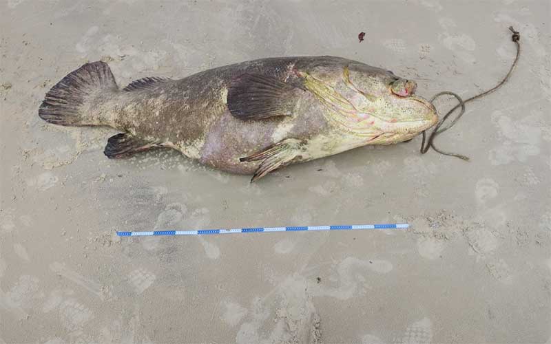 Peixe mero é resgatado e reintroduzido ao mar em praia do litoral sul de Alagoas; VÍDEO