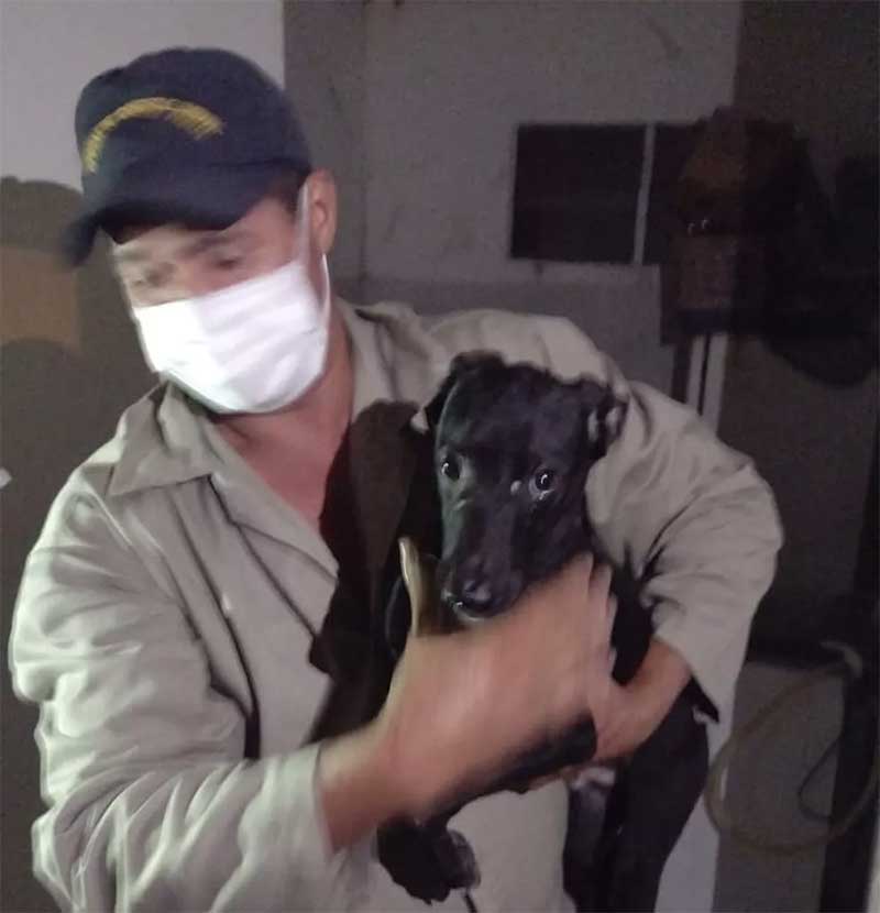 Oito cachorros em situação de maus-tratos são resgatados de apartamento em Maceió, AL
