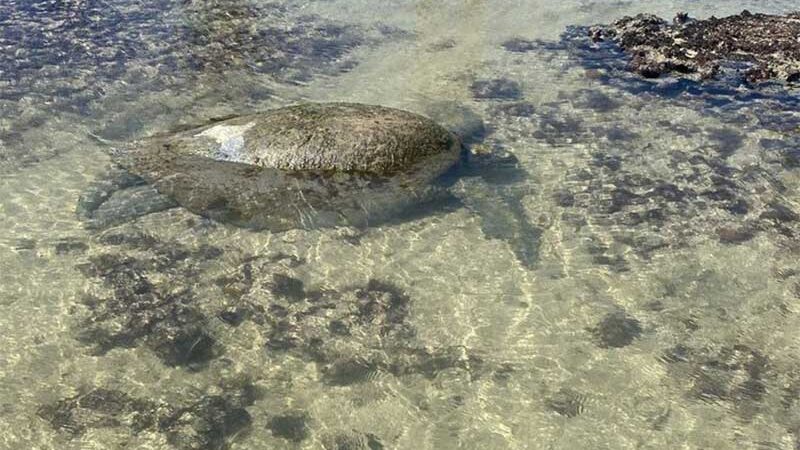Tartaruga perde o tempo da maré e fica presa em piscina natural na Ponta Verde. Arthur Alencar/Instituto Biota