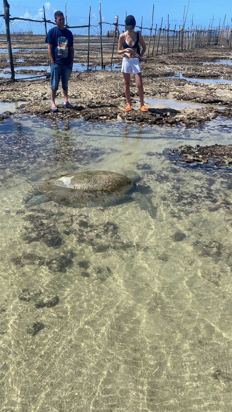 Tartaruga perde o tempo da maré e fica presa em piscina natural na Praia da Ponta Verde, em Maceió, AL