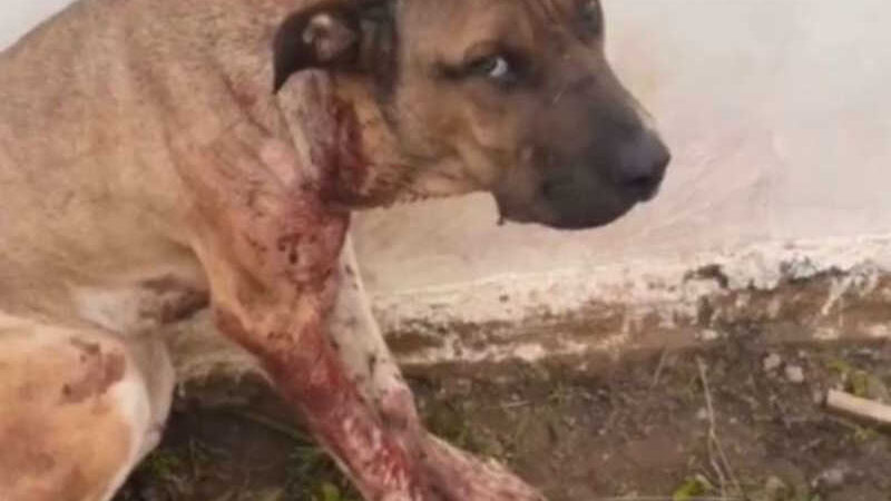 Suspeito de atirar em cachorro é preso no Sertão