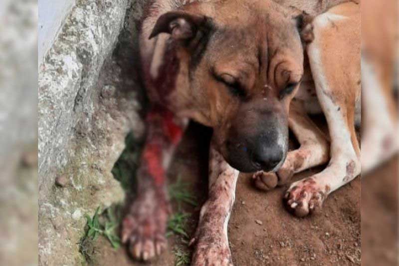 Cachorro atingido com tiro em Mata Grande (AL) está com estilhaços de prego e vidro pelo corpo
