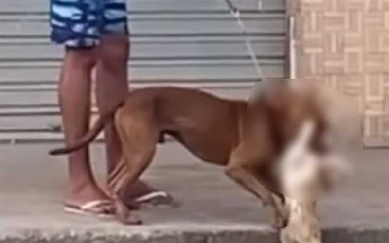 Homem filmado se divertindo enquanto seu cachorro mata gato é preso em São Miguel dos Campos, AL