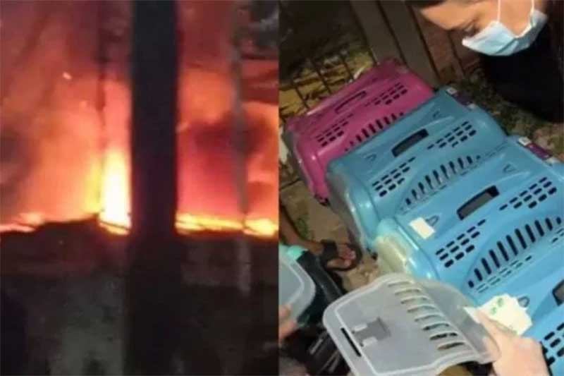 Incêndio em casa de cuidadora de animais deixa gatos carbonizados em Manaus, AM