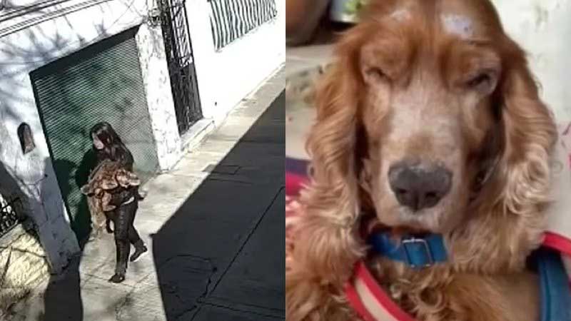 Cachorro velhinho é abandonado em rua com bilhete: ‘sou cego e não mordo crianças’; VÍDEO