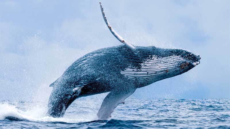 Baleias-jubarte de diferentes regiões fazem “troca cultural” de canções, diz estudo