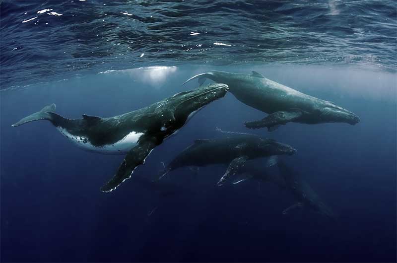 Baleias-jubarte realizam o que cientistas chamam de “troca cultural”, ou seja, espécimes de uma região “aprendem” as canções e chamados de “primos” de outra área (Imagem: Tomas Kotouc/Shutterstock)