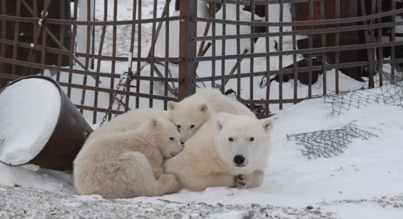 A análise feita por biólogos da Universidade de Alberta é a primeira pesquisa ampla do problema entre os ursos polares — Foto: Dan Guravich / Polar Bears International
