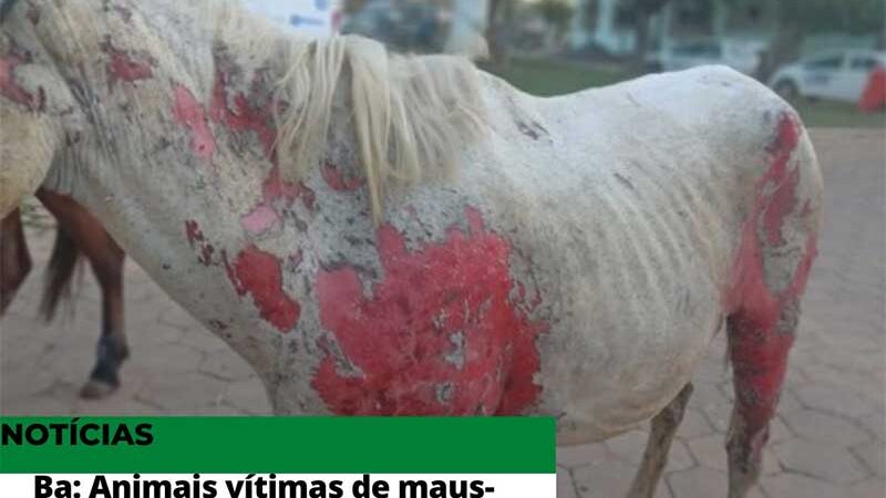 Animais vítimas de maus-tratos recebem acolhimento e cuidados no CCZ de Barreiras, BA
