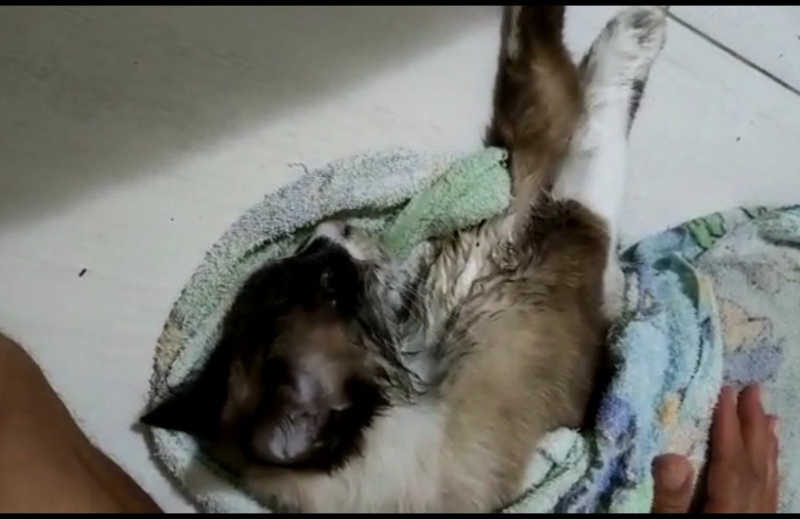 Moradores denunciam que gatos são envenenados em Dom Macedo Costa, na BA